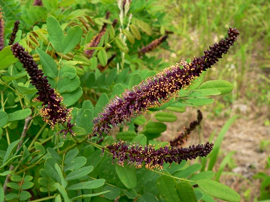 {Amorpha fruticosa}